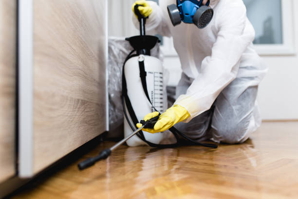 Best Wasp Removal Services  in Kayenta, AZ