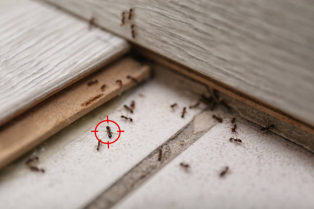 Pest Control Cost in Kayenta, AZ