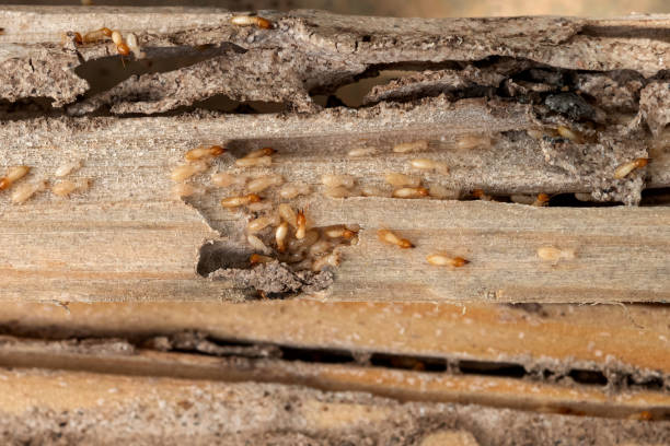 Best Best Pest Control Companies  in Kayenta, AZ